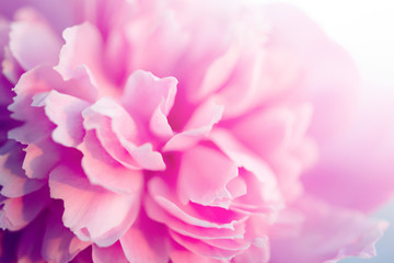 Obraz na płótnie Canvas Pink peonies close-up, toned, soft focus. Gentle floral pink background