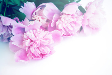 Pink peonies on a white background close-up, toned, soft focus. Gentle floral pink background