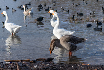 swan & geese