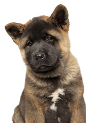 Portrait of young American Akita puppy