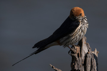 lesser striped swallow in the morning sun
