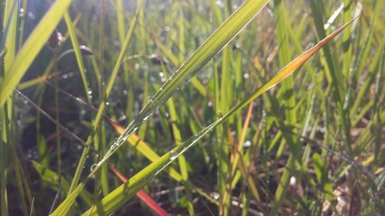 Grass