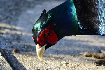 Head shot of a melanistic mutant pheasant looking for food on the ground