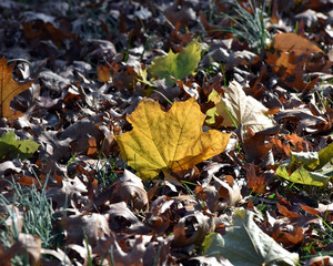 Fall and Sunny Day