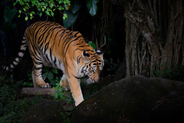 Fototapeta na wymiar Portrait of bengal tiger in forest