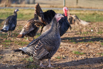 Dark grey turkey hen, female on the pasture or grazing land in open paddock in poultry farm working in organic agriculture in sunny autumn day before thanksgiving day