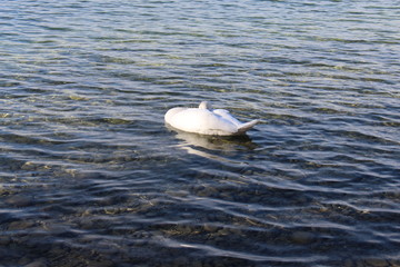 Dzika natura Łabędź © ALPL