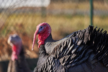 Close up portrait of colorful head of adult turkey cock, breed in small organic poultry farm in Czech Republic. Farming in outdoor paddocks is best for animal welfare.