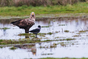 sea eagle (Haliaeetus albicilla) hunting hooded crows