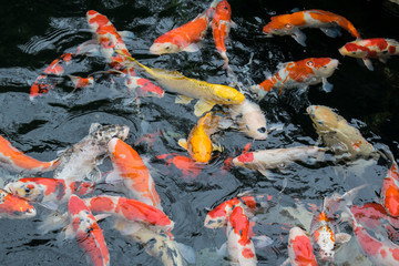 Nature or relaxation abstract background with big colorful Japanese koi carp fish in pond in Tokyo, Japan. 