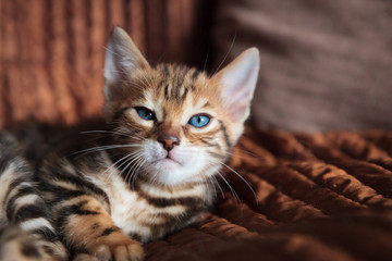 Cute bengal kitten at home