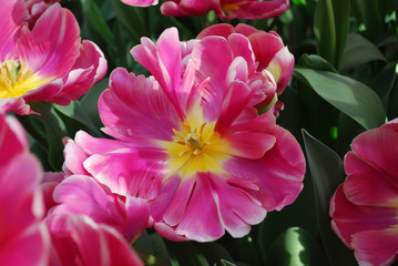 Tulip Chracker parrot (Parrot Group) flowering. Spring time in Netherlands. 
