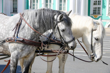 Naklejka na ściany i meble Two white horses in harness