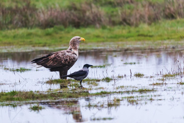 sea eagle (Haliaeetus albicilla) hunting hooded crows
