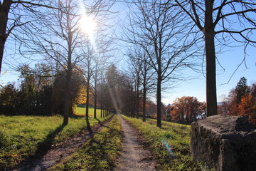 Obraz premium Aleja obraz jesieni