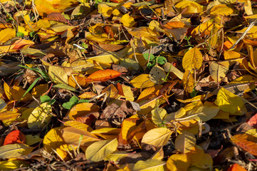 Autumn leafs colourful autumn leafs image as background