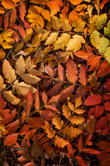 Colorful fall foliage. Background with colorful leaves