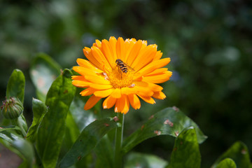 Calendula flower in garden