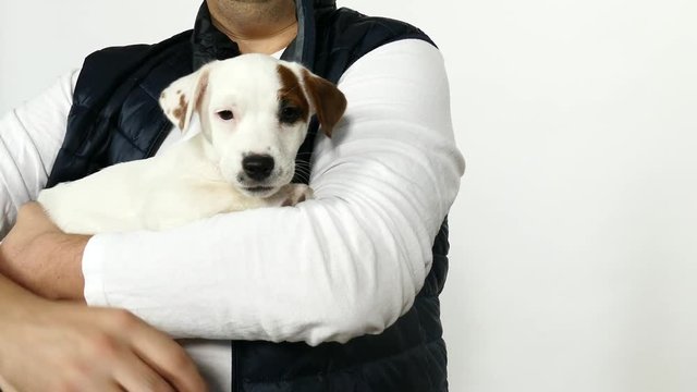 Adult doctor in in a blue vest holds jack russell terrier puppy in his arms. Puppy chews master's finger