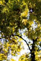 Maple Autumn Leaves. Maple foliage of autumn