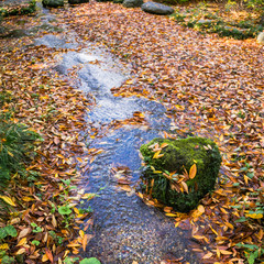 Abstract nature background with autumn leaves floating in Japanese pond in November, Kanazawa, Japan.