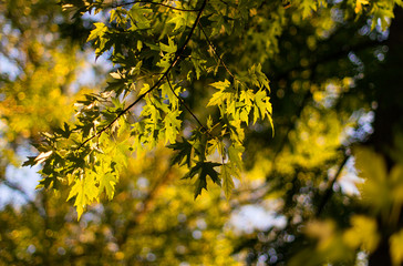 Maple leaves background. Autumn landscape with maple leaves.