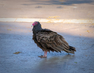 male turkey vulture posing on driveway