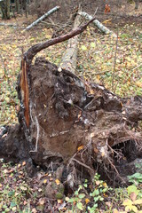 Fototapeta premium A fallen pine tree in the autumn forest