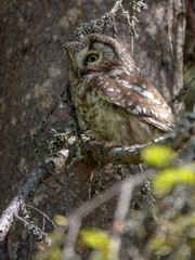 boreal owl