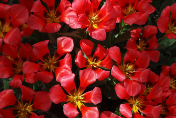 Tulips Portland (Greigii Group) flowering. Spring time in Netherlands. 