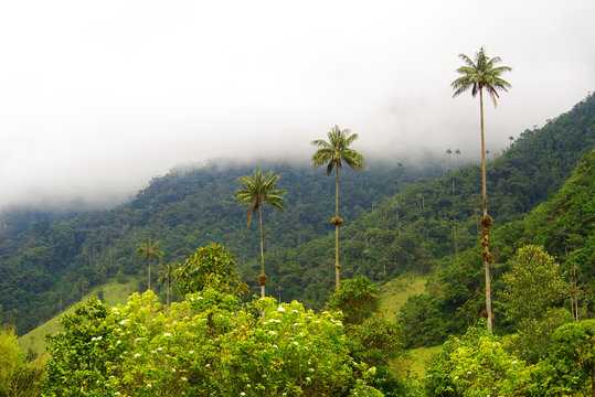 Landscape of wax palm trees in Cocora Valley near Salento, Colombia, South America