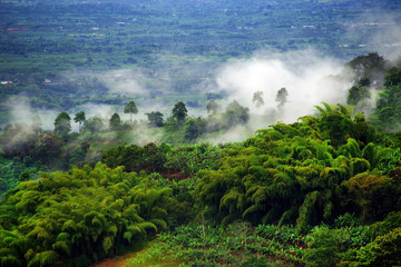 Fototapeta na wymiar Hills covered in coffee and banana plantations near Buenavista, Antioquia, Colombia
