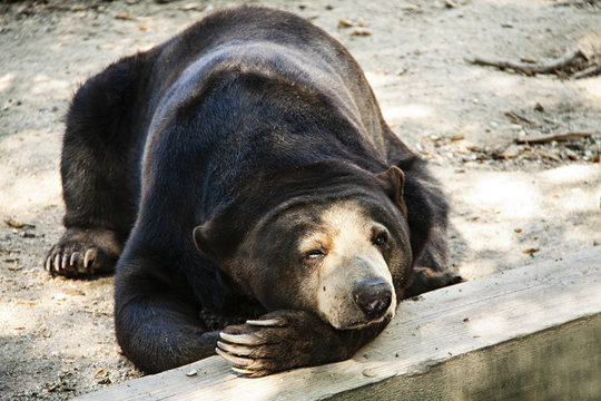Oso malayo tumbado.