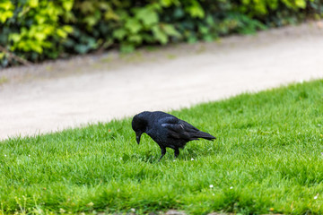 Crow on the grass field