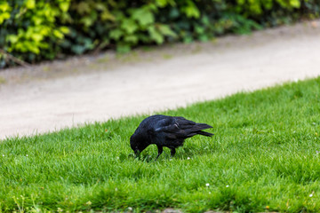 Crow on the grass field