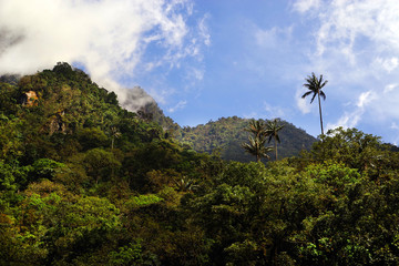 Fototapeta na wymiar Cocora valley, Salento, Colombia, South America
