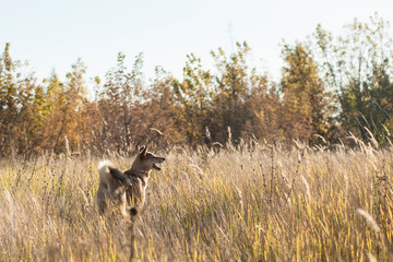 The puppy Siberian huskies in autumn grass