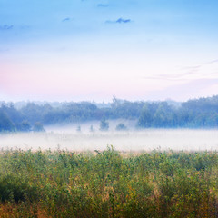 Obraz na płótnie Canvas meadow on a misty autumn morning.