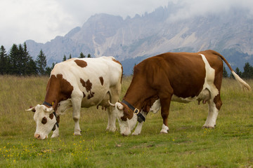 mucche al pascolo