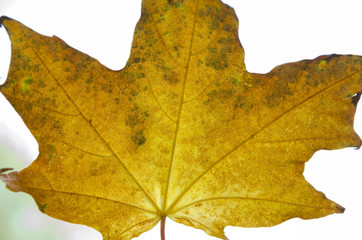maple leaf, autumn leaves