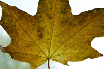 maple leaf, autumn leaves