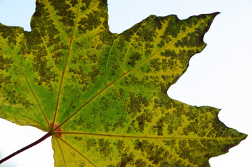 maple leaf, autumn leaves