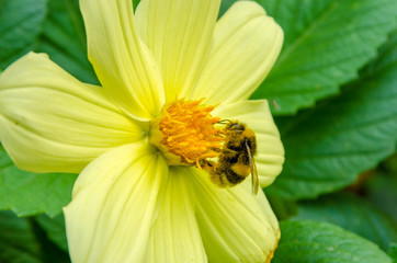 flowers, flowers grow in summer