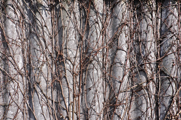 Adherent branches of Wisteria grow on a corrugated fence.