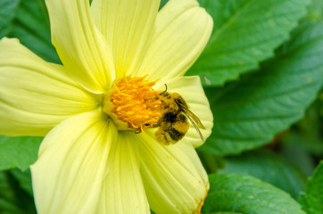 flowers, flowers grow in summer