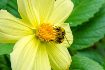 flowers, flowers grow in summer