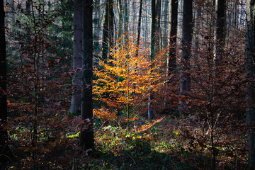 Fototapeta premium Autumn Forest