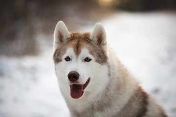 Close-up portrait of beautiful Husky dog sitting in winter forest at sunset.