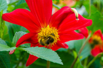 flowers, flowers grow in summer