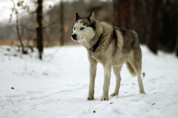Fototapeta na wymiar siberian husky in the snow
